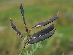 Attēlu rezultāti vaicājumam “Lathyrus pratensis fruit”