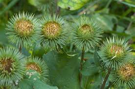 Attēlu rezultāti vaicājumam “Arctium”