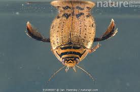 Attēlu rezultāti vaicājumam “Acilius sulcatus male”