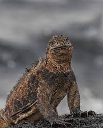 Attēlu rezultāti vaicājumam “Lycogala confusum macro”