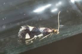 Attēlu rezultāti vaicājumam “Incurvaria praelatella”