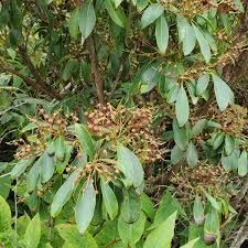 Attēlu rezultāti vaicājumam “Campanula latifolia fruit”