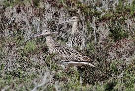 Attēlu rezultāti vaicājumam “Numenius arquata adult”