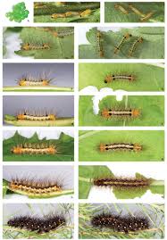 Attēlu rezultāti vaicājumam “Arctia caja larva”