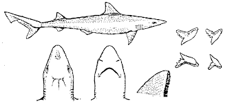 Image result for Scylliogaleus quecketti