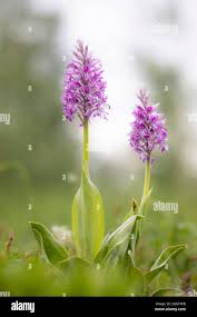 Attēlu rezultāti vaicājumam “Orchis militaris”