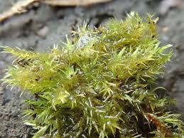 Attēlu rezultāti vaicājumam “Nowellia curvifolia”