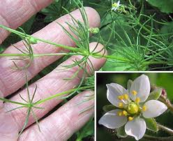 Attēlu rezultāti vaicājumam “Spergula arvensis”