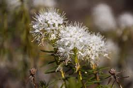 Attēlu rezultāti vaicājumam “Ledum palustre flower”