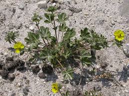 Attēlu rezultāti vaicājumam “Potentilla arenaria”