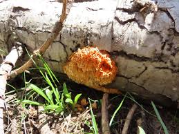 Attēlu rezultāti vaicājumam “Pycnoporellus alboluteus”