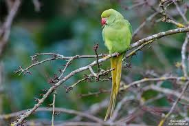 Image result for Psittacula krameri