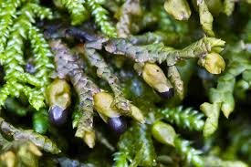 Attēlu rezultāti vaicājumam “Porella platyphylla macro”