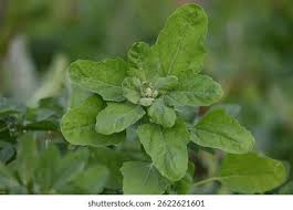 Image result for Chenopodium album