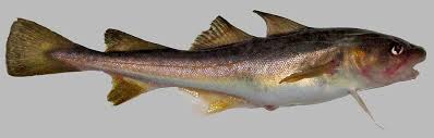 Image result for Microgadus tomcod
