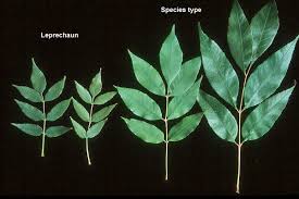 Attēlu rezultāti vaicājumam “Fraxinus pennsylvanica fruit”