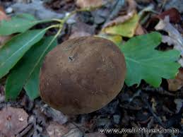 Attēlu rezultāti vaicājumam “Sutorius luridiformis”