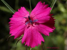 Attēlu rezultāti vaicājumam “Caryophyllaceae”