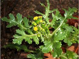 Attēlu rezultāti vaicājumam “Senecio vulgaris”