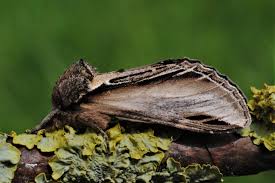 Attēlu rezultāti vaicājumam “Pheosia tremula”