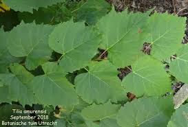 Attēlu rezultāti vaicājumam “Tilia amurensis”