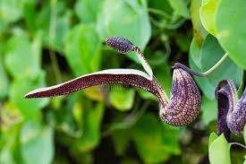 Attēlu rezultāti vaicājumam “Aristolochiaceae”