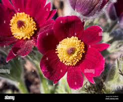 Attēlu rezultāti vaicājumam “Pulsatilla pratensis leaf”