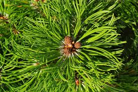 Attēlu rezultāti vaicājumam “Pinus mugo fruit”