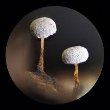 Attēlu rezultāti vaicājumam “Didymium bahiense macro”