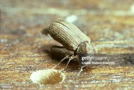 Attēlu rezultāti vaicājumam “Anobiidae”