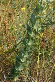 Attēlu rezultāti vaicājumam “Linaria loeselii leaf”