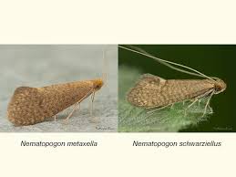 Attēlu rezultāti vaicājumam “Nematopogon sp.”