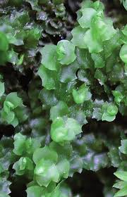 Attēlu rezultāti vaicājumam “Harpanthus flotovianus cells”