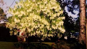 Attēlu rezultāti vaicājumam “Chionanthus virginicus”