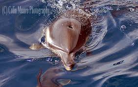 Image result for Delphinus delphis