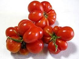 Afbeeldingsresultaat voor voyage tomato