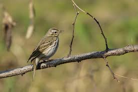 Image result for Anthus hodgsoni