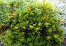 Attēlu rezultāti vaicājumam “Orthotrichum anomalum sporophyte”