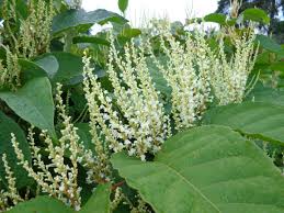 Attēlu rezultāti vaicājumam “Reynoutria japonica”