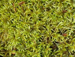 Attēlu rezultāti vaicājumam “Pleurozium schreberi sporophyte”