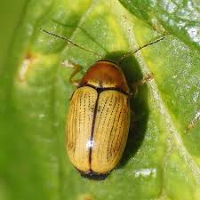 Attēlu rezultāti vaicājumam “Cryptocephalus pusillus”