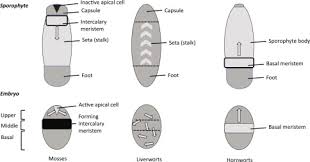Attēlu rezultāti vaicājumam “Bryum pallens sporophyte”