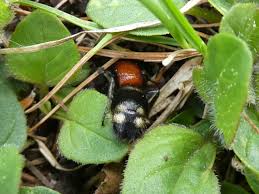 Attēlu rezultāti vaicājumam “Mutilla europaea”