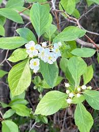 Attēlu rezultāti vaicājumam “Crataegus douglasii”