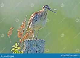 Image result for Gallinago delicata