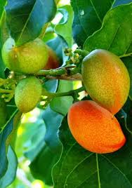 Attēlu rezultāti vaicājumam “Potentilla argentea fruit”