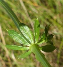 Attēlu rezultāti vaicājumam “Galium album bud”