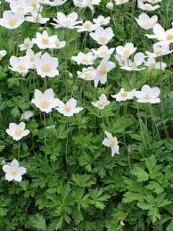 Attēlu rezultāti vaicājumam “Anemone sylvestris fruit”