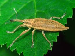 Attēlu rezultāti vaicājumam “Lixus iridis”