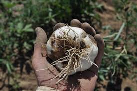 Afbeeldingsresultaat voor kosmonaut volkov 68D tomato